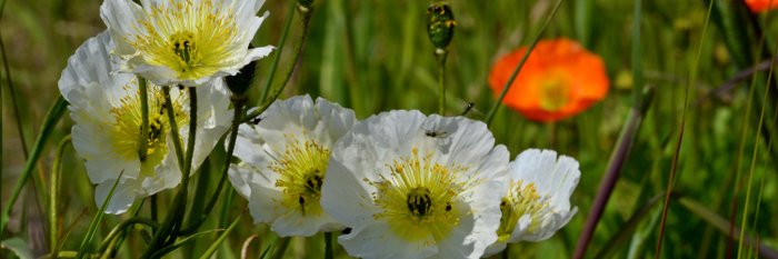 Arktischer Mohn - Island