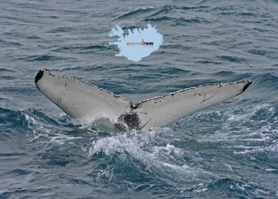 Eyjafjörður - Nord-Island