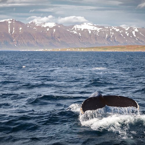 Whale Watching - Nord-Island