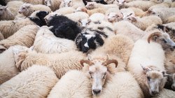 Eine große Gruppe an Schafen drängen sich eng aneinander.