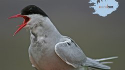 Küstenseeschwalbe - Westfjorde