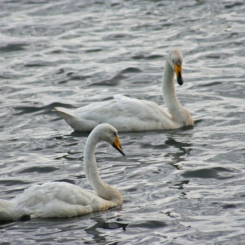 Singschwäne - Island