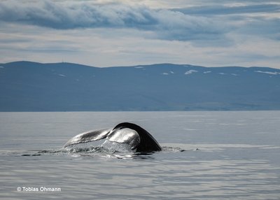 Walbobachtung gehört zu den beliebtesten Ausflügen in Island