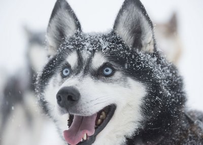 Husky im Winter Schwedisch-Lapplands