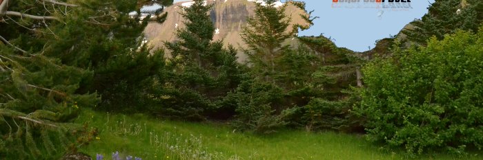 Isländischer Wald - Westfjorde