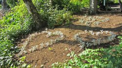 Pflanzenherzen - Botanischer Garten