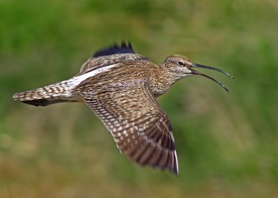 Regenbrachvogel - Island