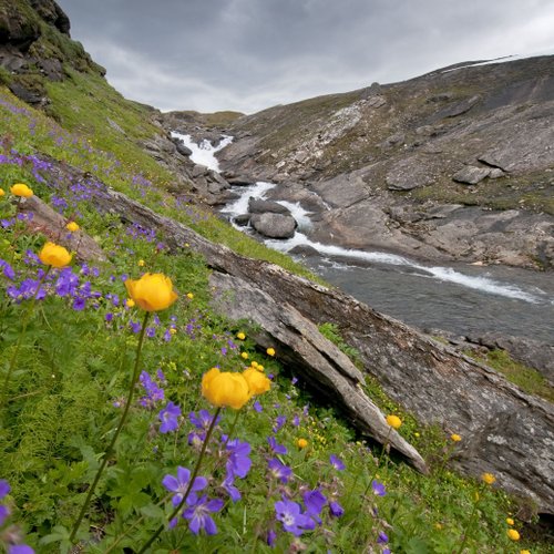 Wasserfall und bunte Blumen im Padjelanta Nationalpark