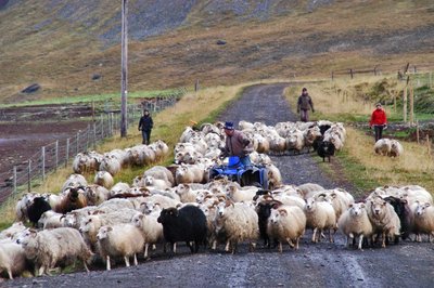 Skagafjörður - Nord-Island