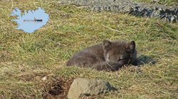 Polarfuchs - West-Island