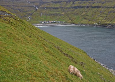 Färöerschaf - Färöer