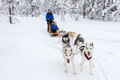 Hundeschlitten mit 6 Huskies in verschneiter Landschaft