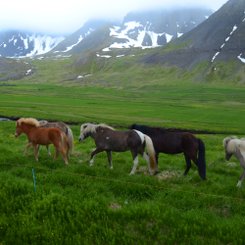 Islandpferde - Island