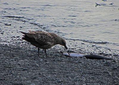 Raubmöwe - Südost-Island