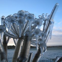 Eisflora - Südisland