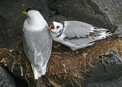 Dreizehenmöwe - Westfjorde