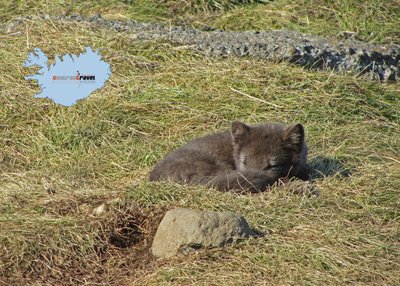 Polarfuchs - West-Island