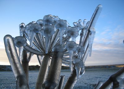 Eisflora - Südisland