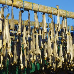 Trockenfisch - Island