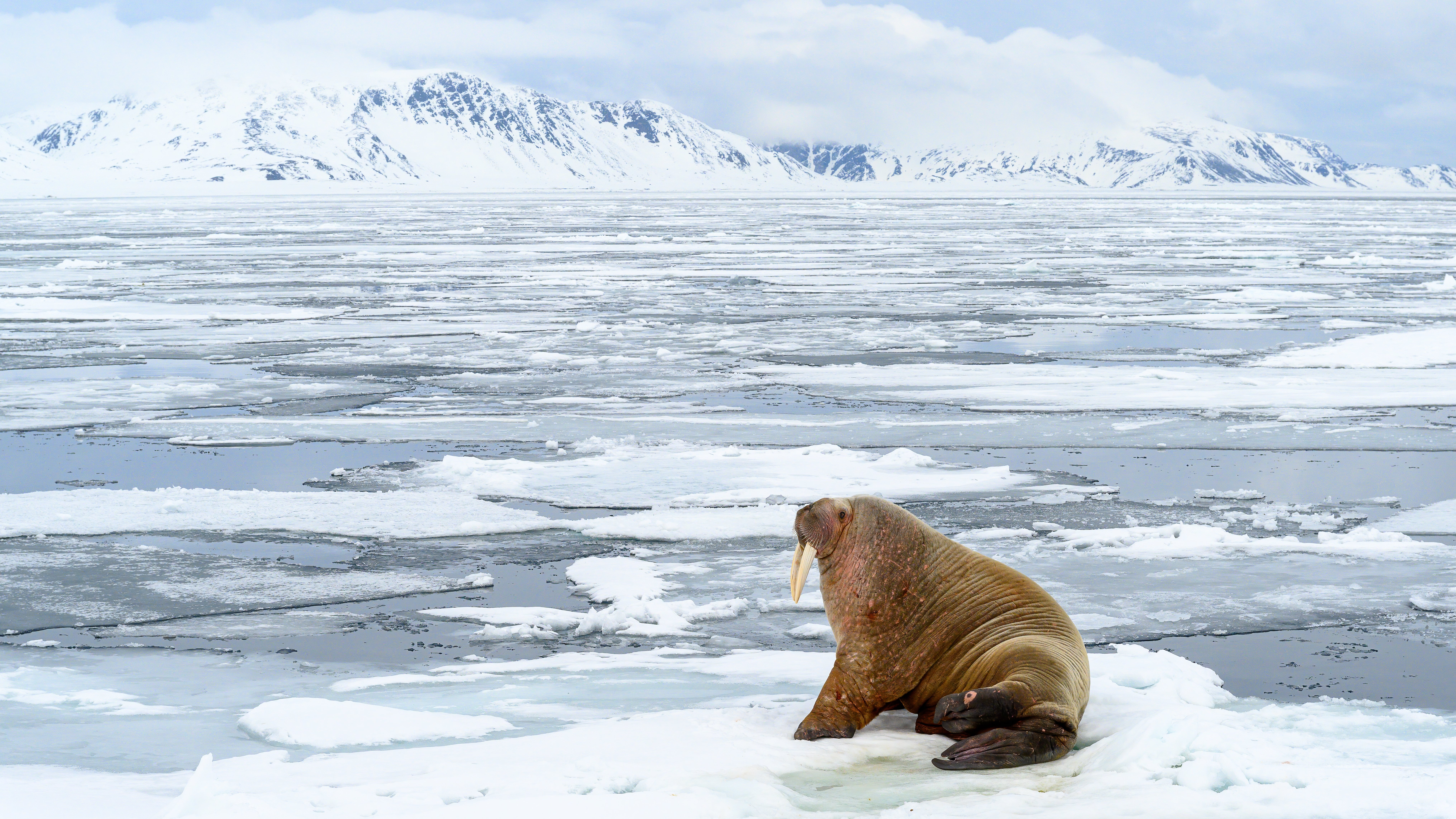 Walross vor dem Eismeer in Svalbard