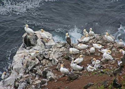 Basstölpel - Nordost-Island