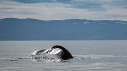 Walbobachtung gehört zu den beliebtesten Ausflügen in Island