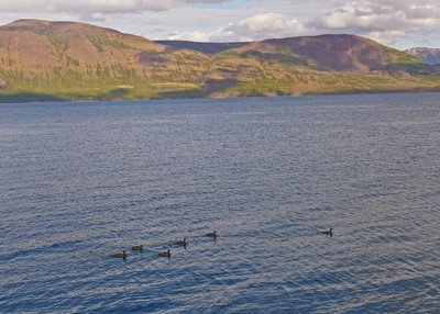 Siglufjörður - Nordost-Island