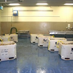 Fischfabrik - Flateyri - Westfjorde