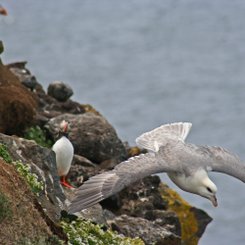 Rauðinúpur - Nordost-Island