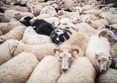 Eine große Gruppe an Schafen drängen sich eng aneinander.