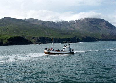 Walbeobachtung - Husavík