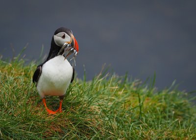 Papageientaucher