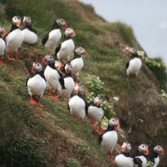 Papageientaucher - Island