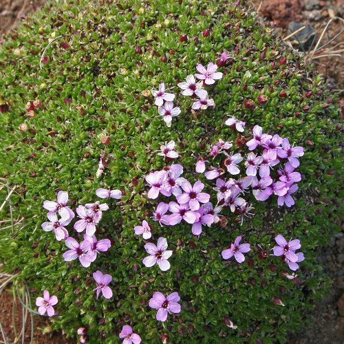 Grasnelke - Nordost-Island