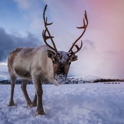 Rentier im Schnee unter schönem Himmel