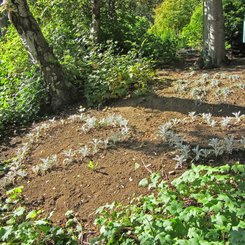 Pflanzenherzen - Botanischer Garten