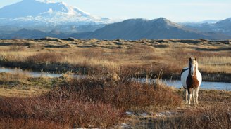 Islandpferd vor dem Vulkan Hekla