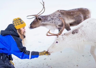 Eine Frau füttert Rentiere aus der Hand