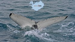 Eyjafjörður - Nord-Island