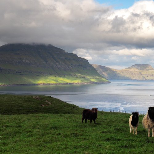 Schafe - Färöer Inseln
