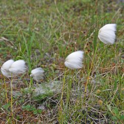 Wollgras - Nord-Island