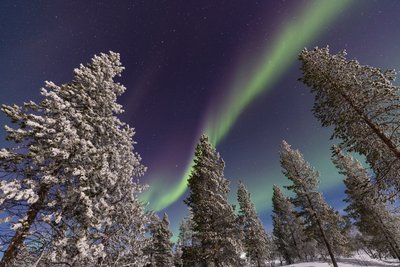 Nordlicht über verschneiten Tannenspitzen in Norwegen