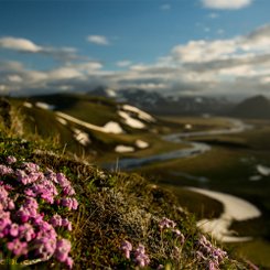 Arktischer Thymian - Landmannahellir