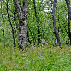 Birkenwald - Þórsmörk