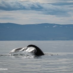 Walbobachtung gehört zu den beliebtesten Ausflügen in Island