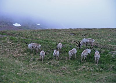 Rentiere - Ost-Island