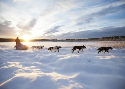 Winterlandschaft und Wintersonne mit Hundeschlitten