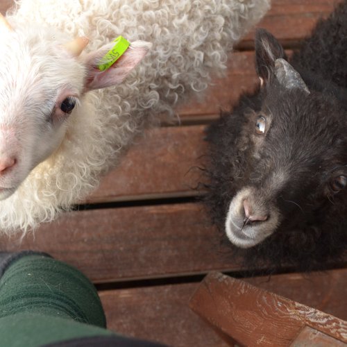 Zwei Lämmer, ein weißes und ein schwarzes, mit Ohrmarkierungen schauen zur fotografierenden Person hoch. Diese hat eine grüne Hose an, an der viele Tierhaare hängen. 