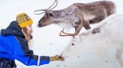 Eine Frau füttert Rentiere aus der Hand