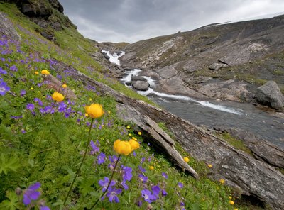 Wasserfall und bunte Blumen im Padjelanta Nationalpark